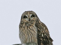 IMG 2050c  Short-eared Owl (Asio flammeus)
